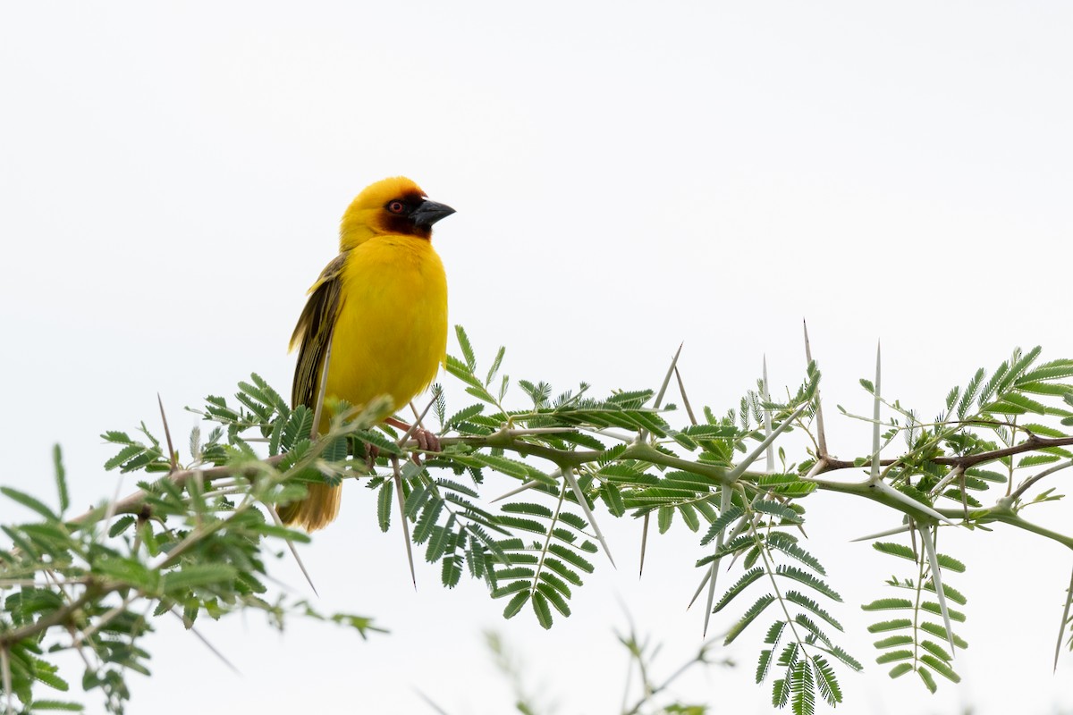 Rüppell's Weaver - ML117124201