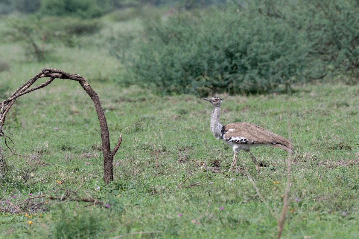 Kori Bustard - ML117124221