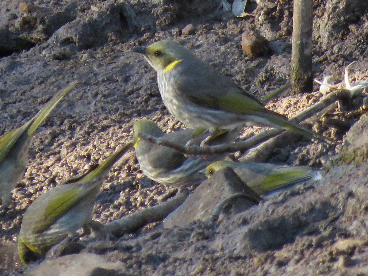 Yellow-plumed Honeyeater - ML117124251