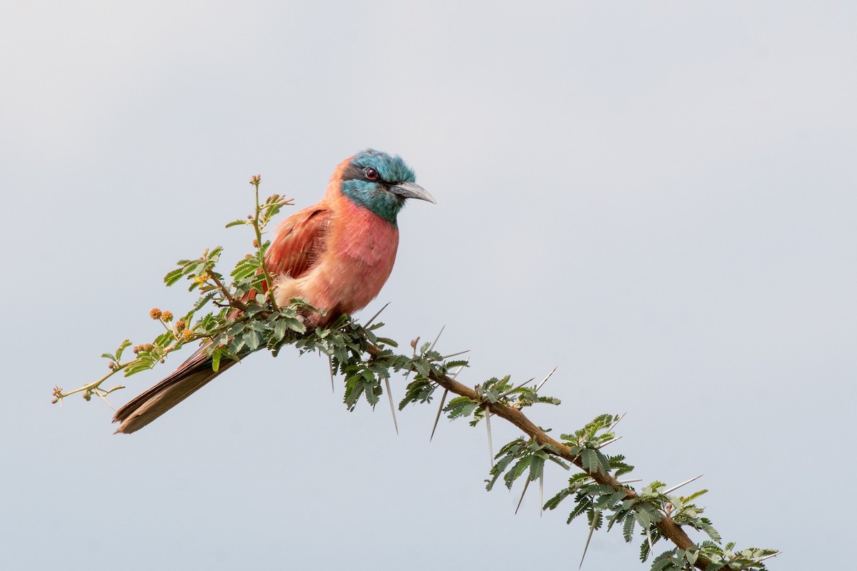 Northern Carmine Bee-eater - ML117124261