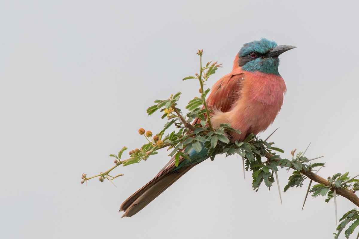 Northern Carmine Bee-eater - Ana Paula Oxom