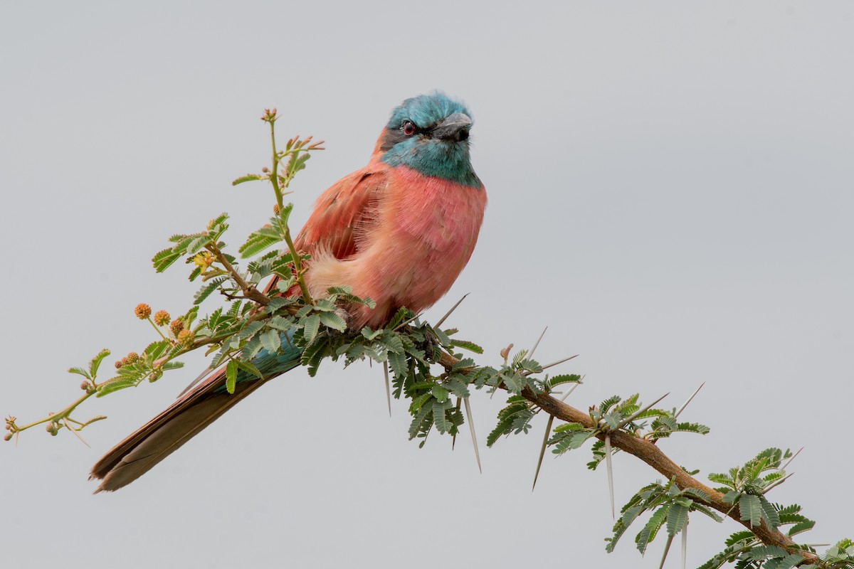 Northern Carmine Bee-eater - ML117124341