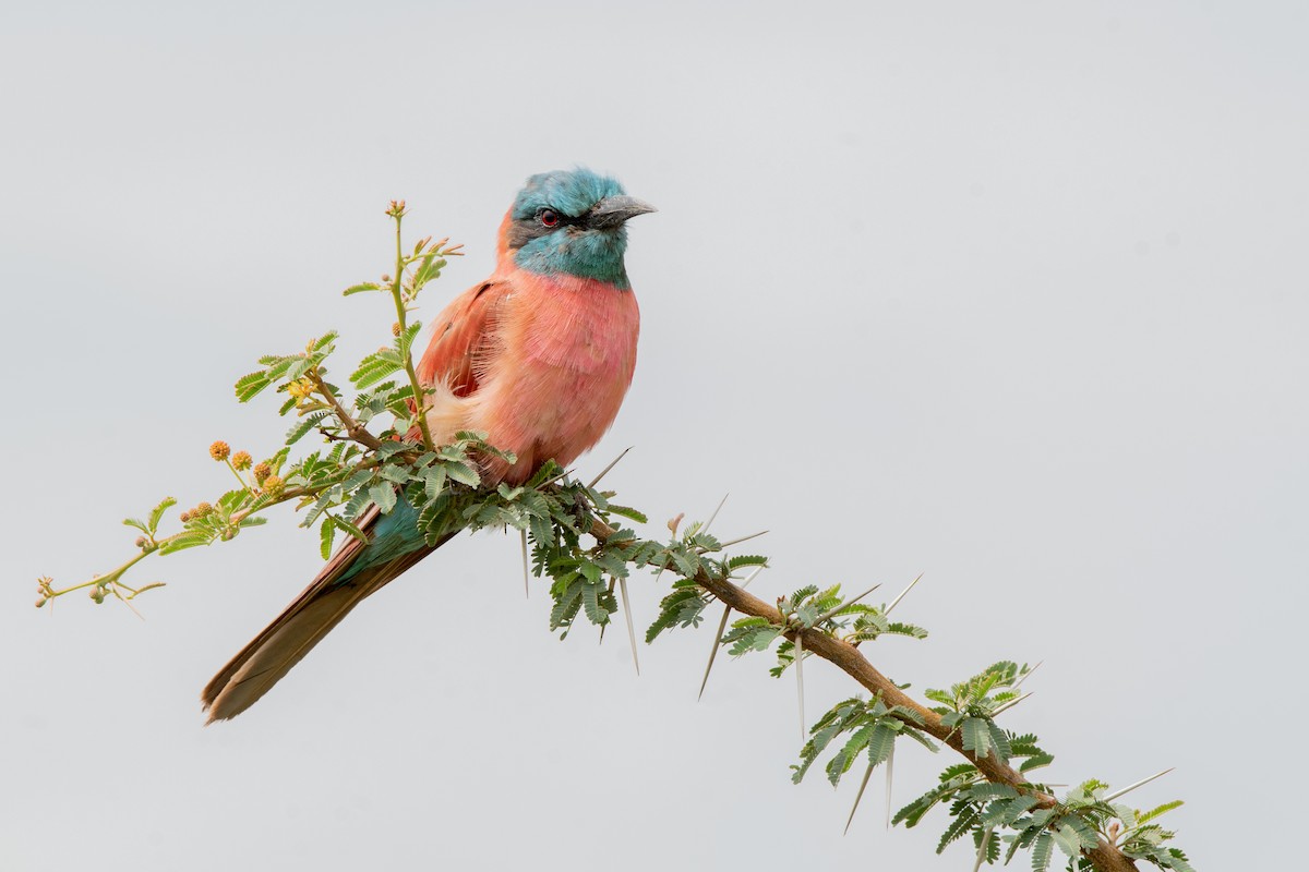 Northern Carmine Bee-eater - ML117124381