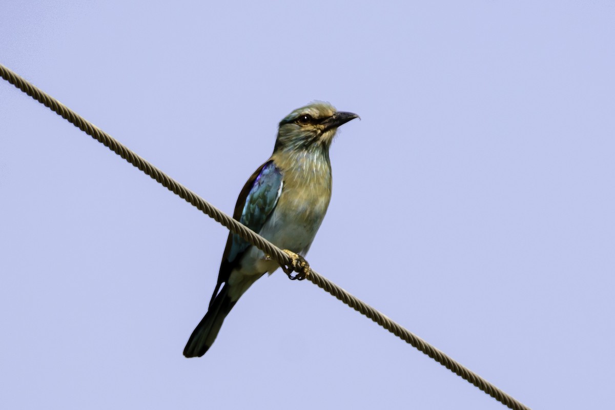 Indian Roller - ML117124961