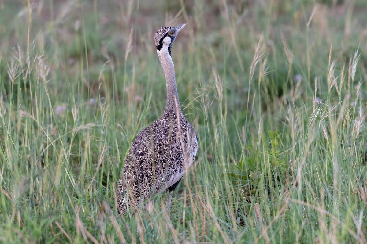 Hartlaub's Bustard - Ana Paula Oxom