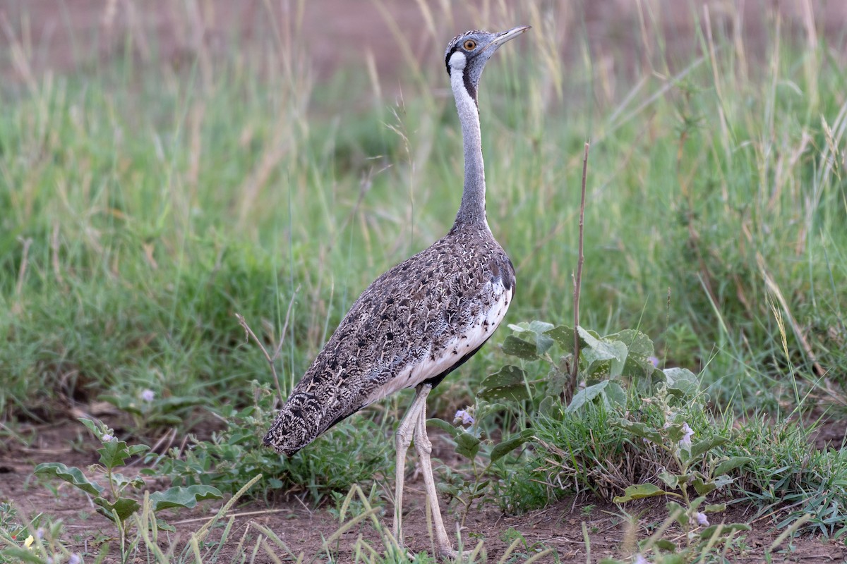 Hartlaub's Bustard - ML117125441