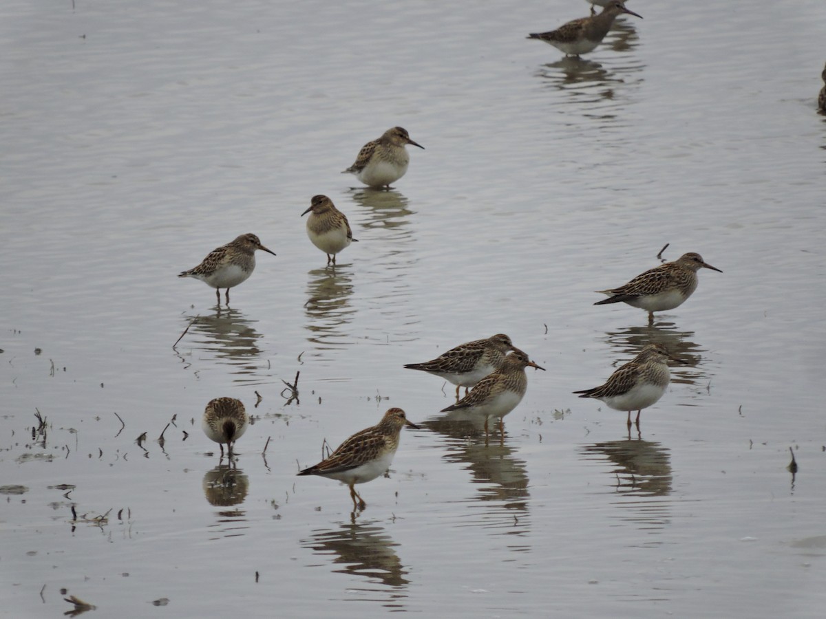 Pectoral Sandpiper - ML117125481