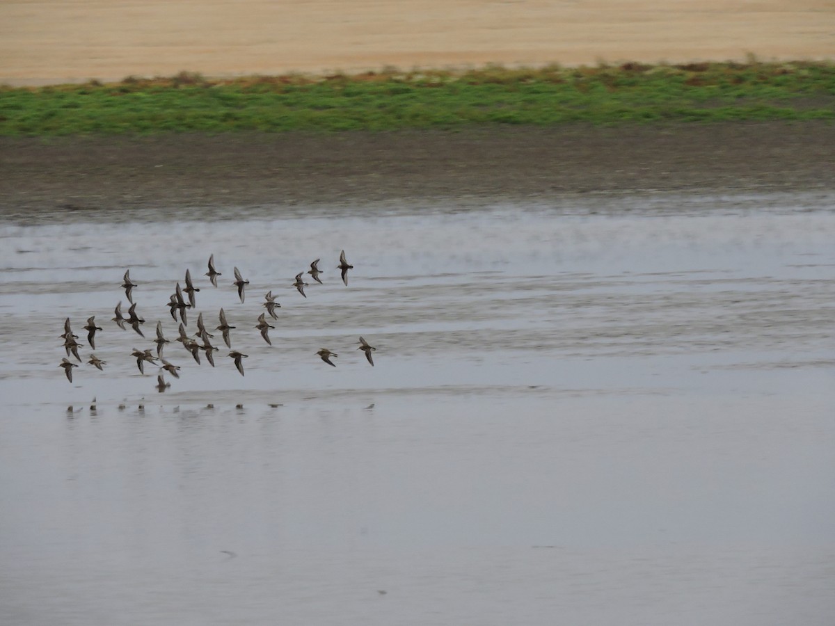 Baird's Sandpiper - ML117125551