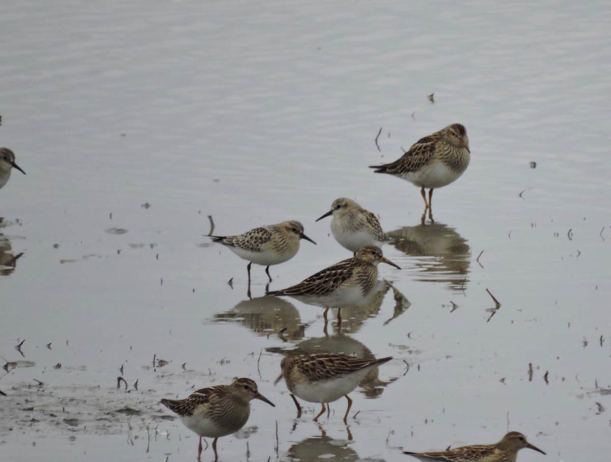 Baird's Sandpiper - ML117125611