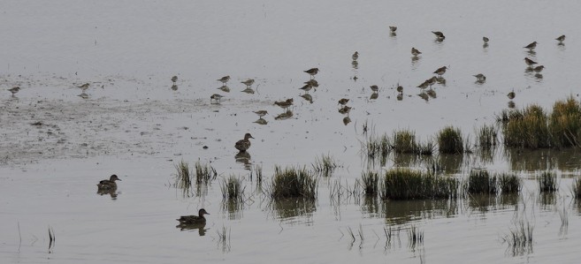 Baird's Sandpiper - ML117125701