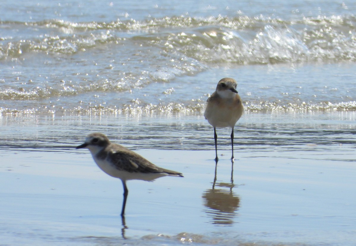 Tibetan Sand-Plover - Ben Weil