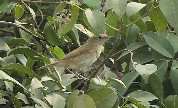 Blyth's Reed Warbler - Albin Jacob