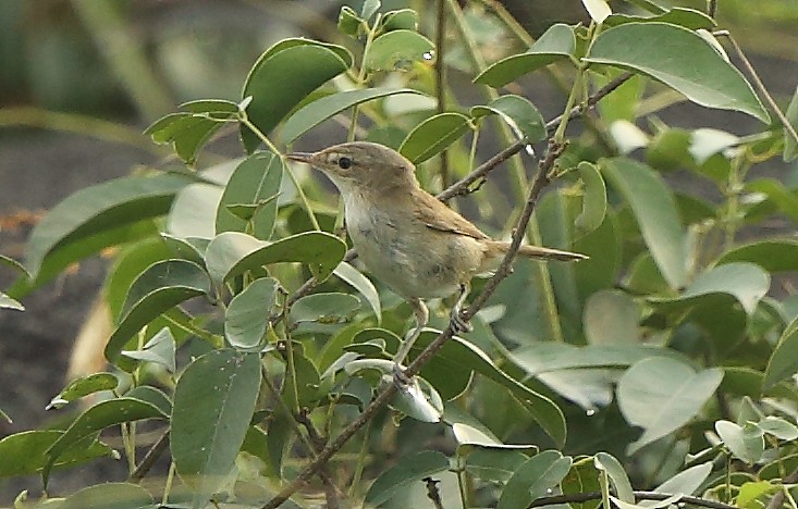 קנית פינית - ML117130091