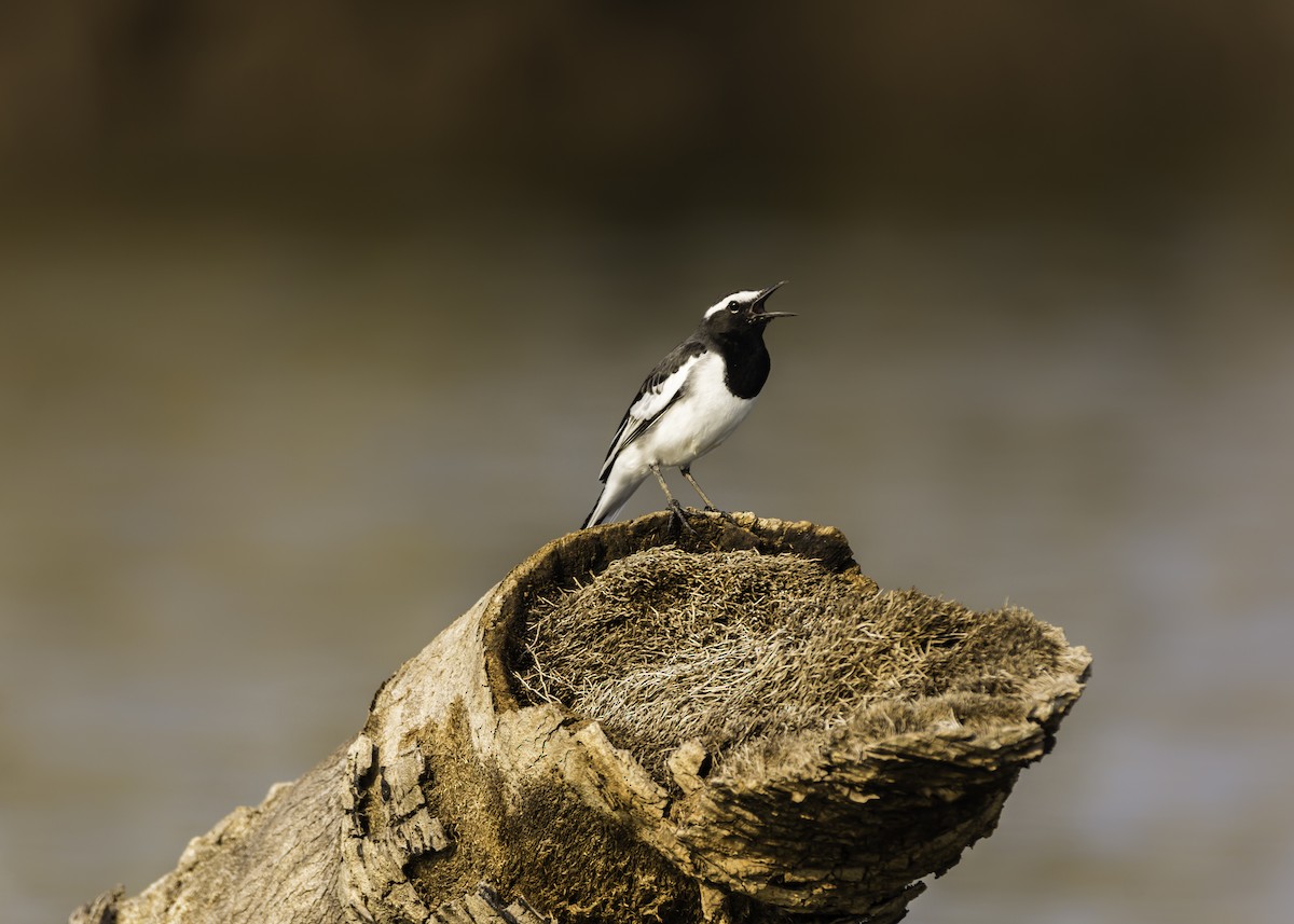 White-browed Wagtail - ML117130441