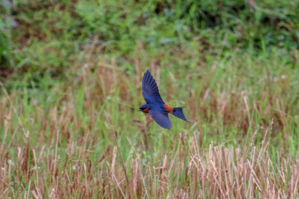 Sri Lanka Swallow - Tommy Pedersen