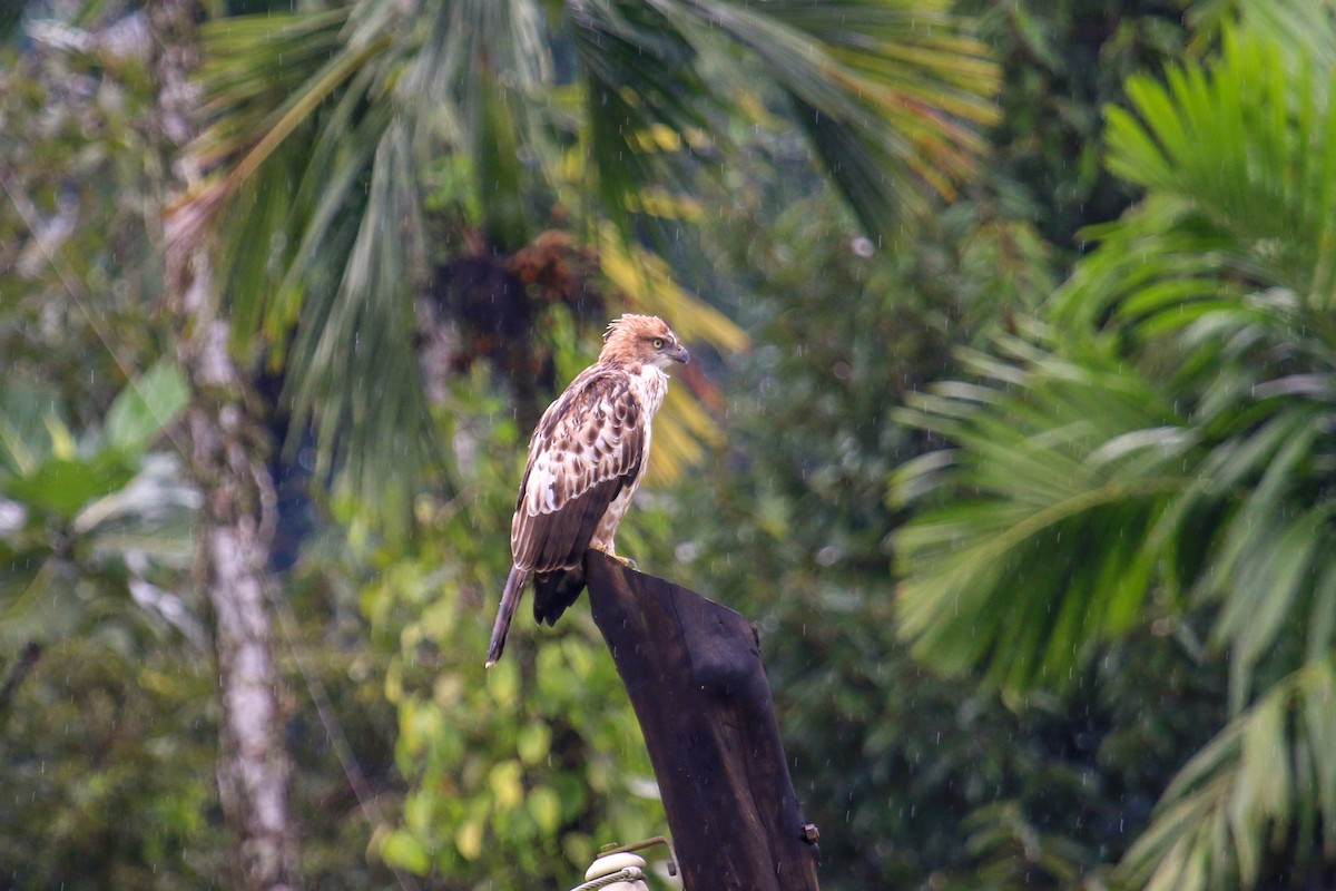 Changeable Hawk-Eagle (Crested) - ML117130681