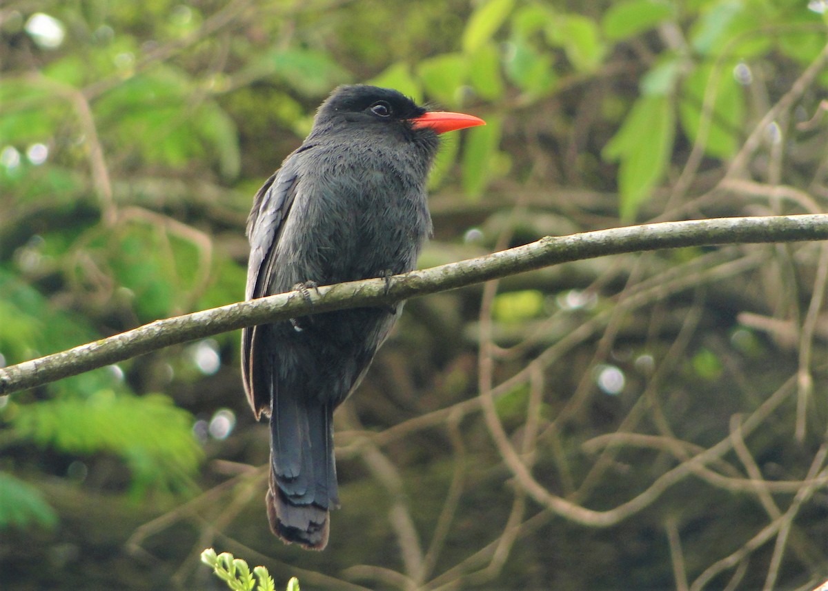 Black-fronted Nunbird - Carlos Otávio Gussoni