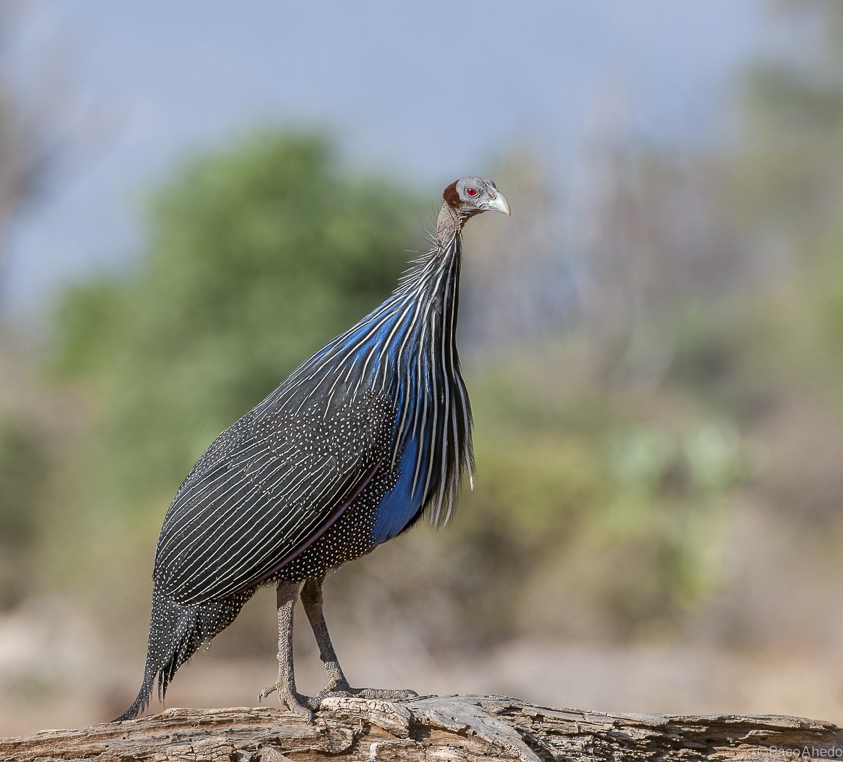 Vulturine Guineafowl - ML117130821