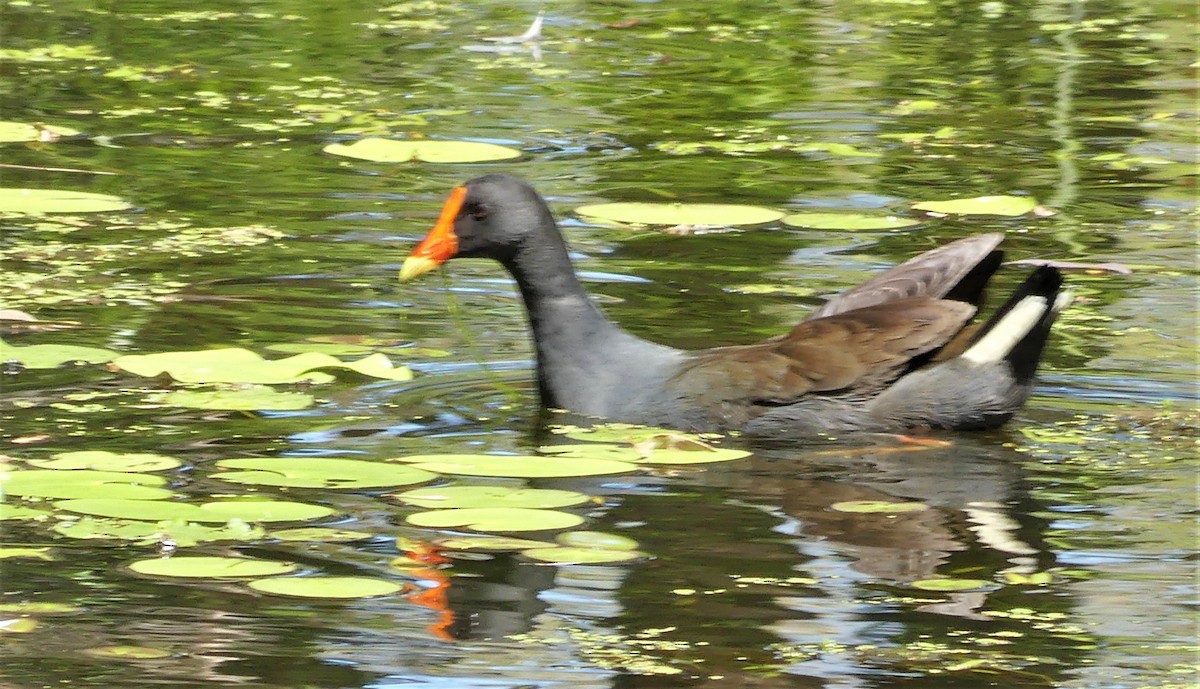 Dusky Moorhen - ML117131191