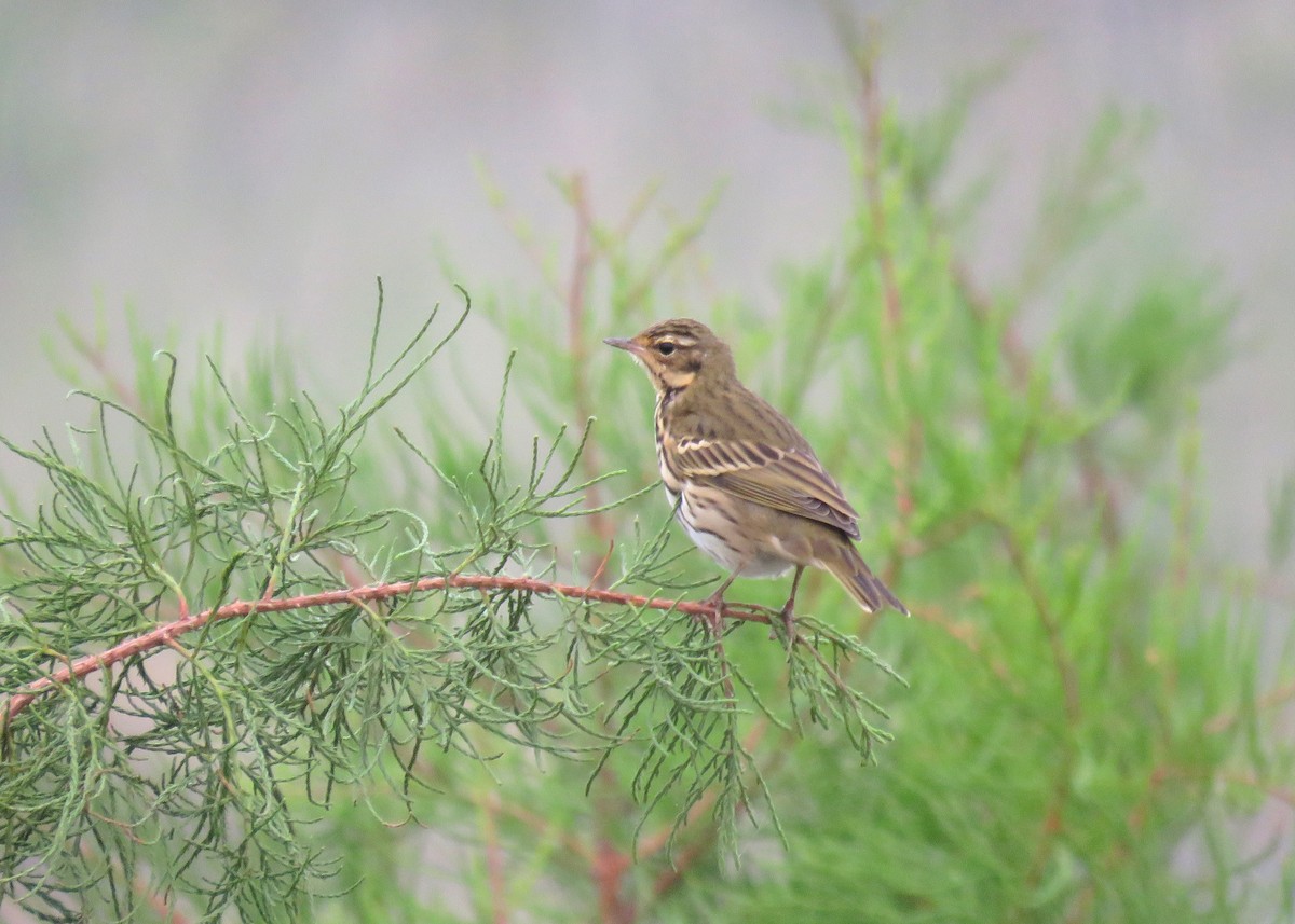 Olive-backed Pipit - ML117131671