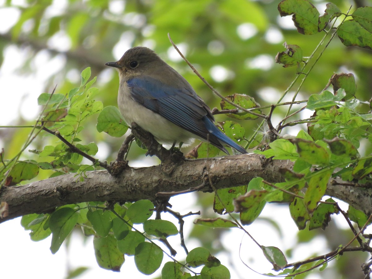 Blue-and-white Flycatcher - Paul Hyde