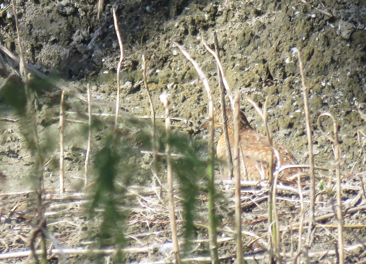 Yellow-legged Buttonquail - ML117131861