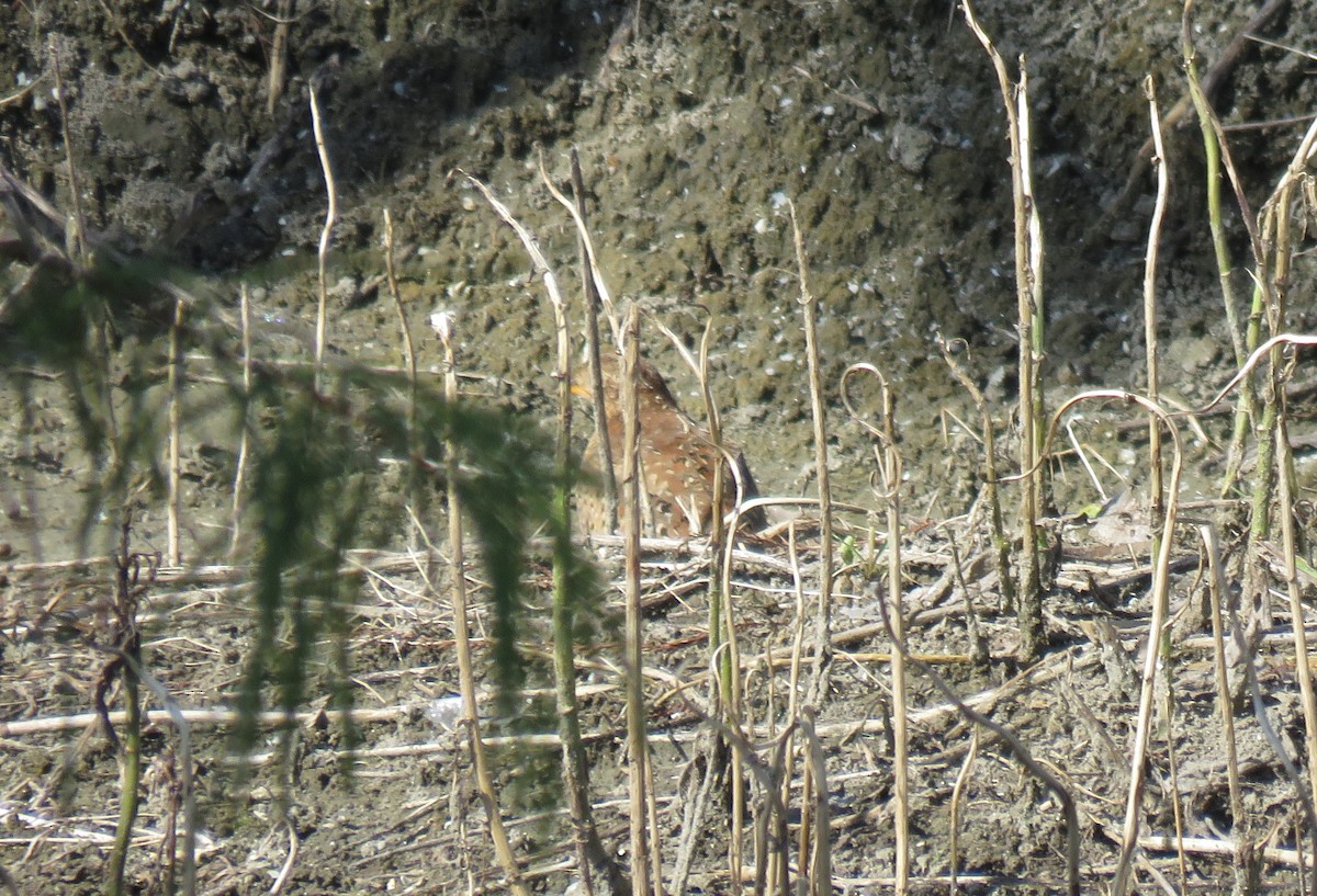 Yellow-legged Buttonquail - ML117131871