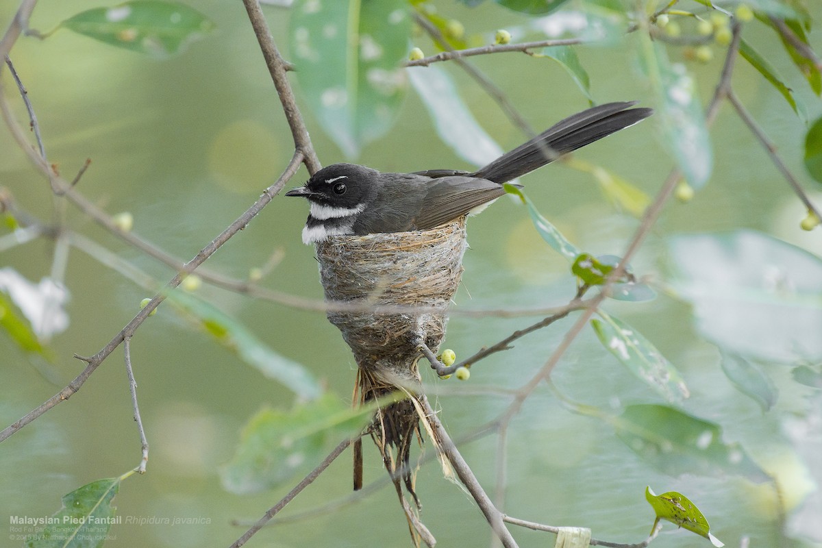 Malaysian Pied-Fantail - ML117132881