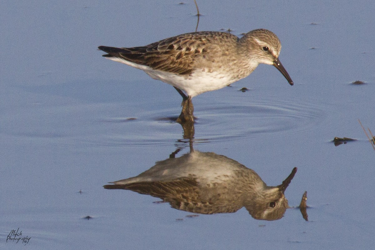 White-rumped Sandpiper - ML117135131