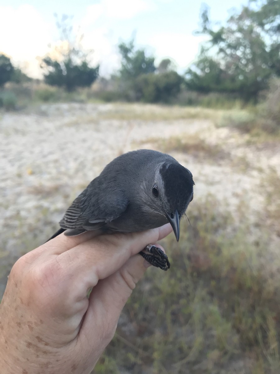 Pájaro Gato Gris - ML117135681