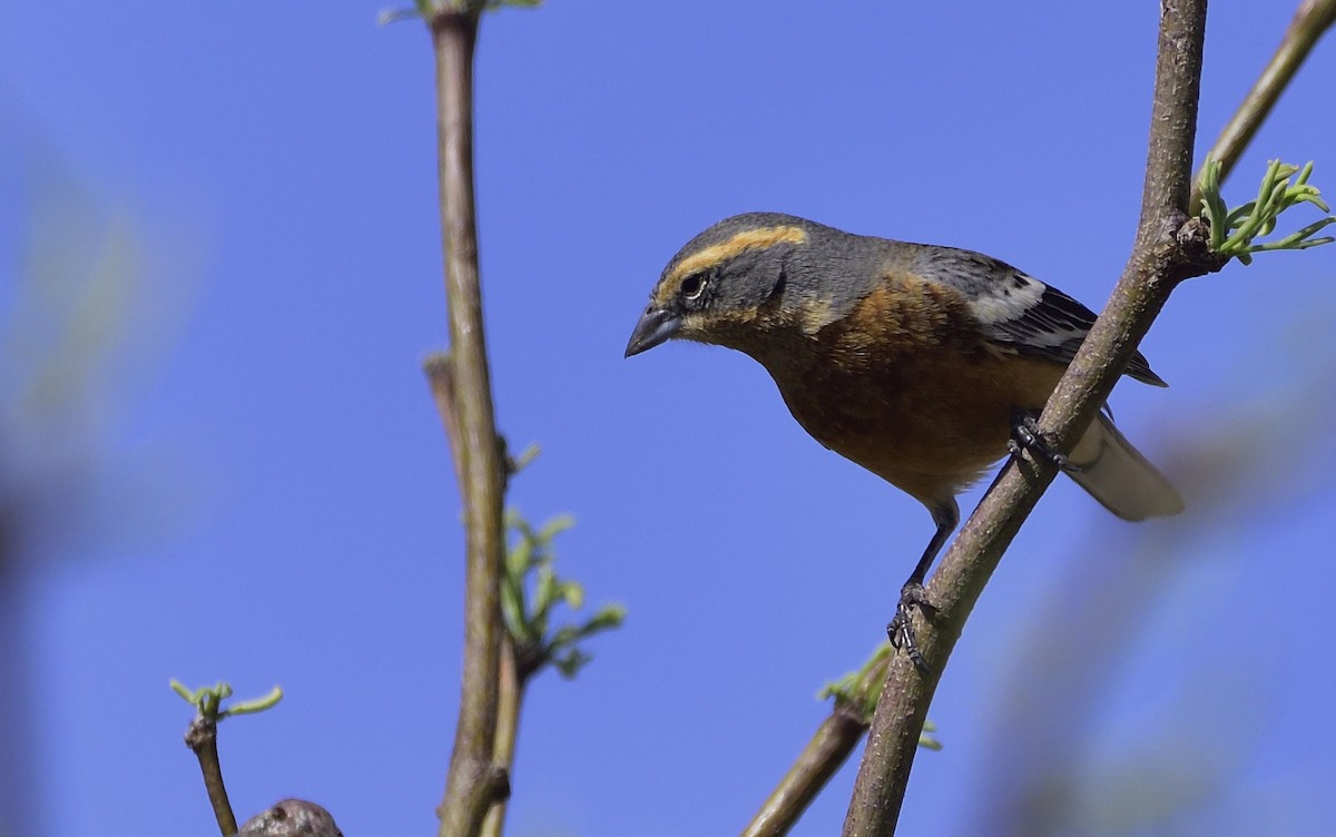Cinnamon Warbling Finch - Miguel Ansenuza