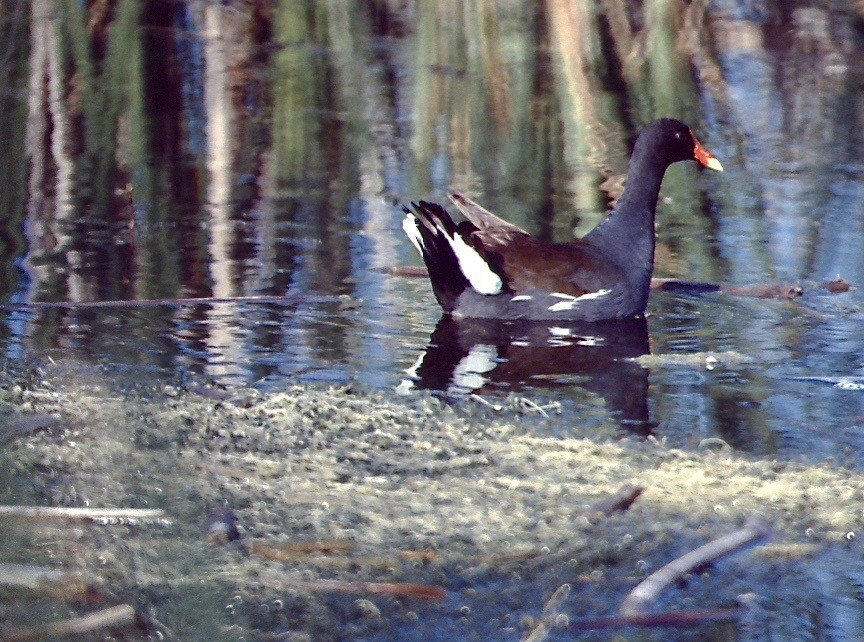 Common Gallinule - ML117137211