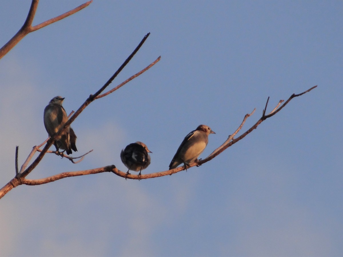 Chestnut-cheeked Starling - ML117137371