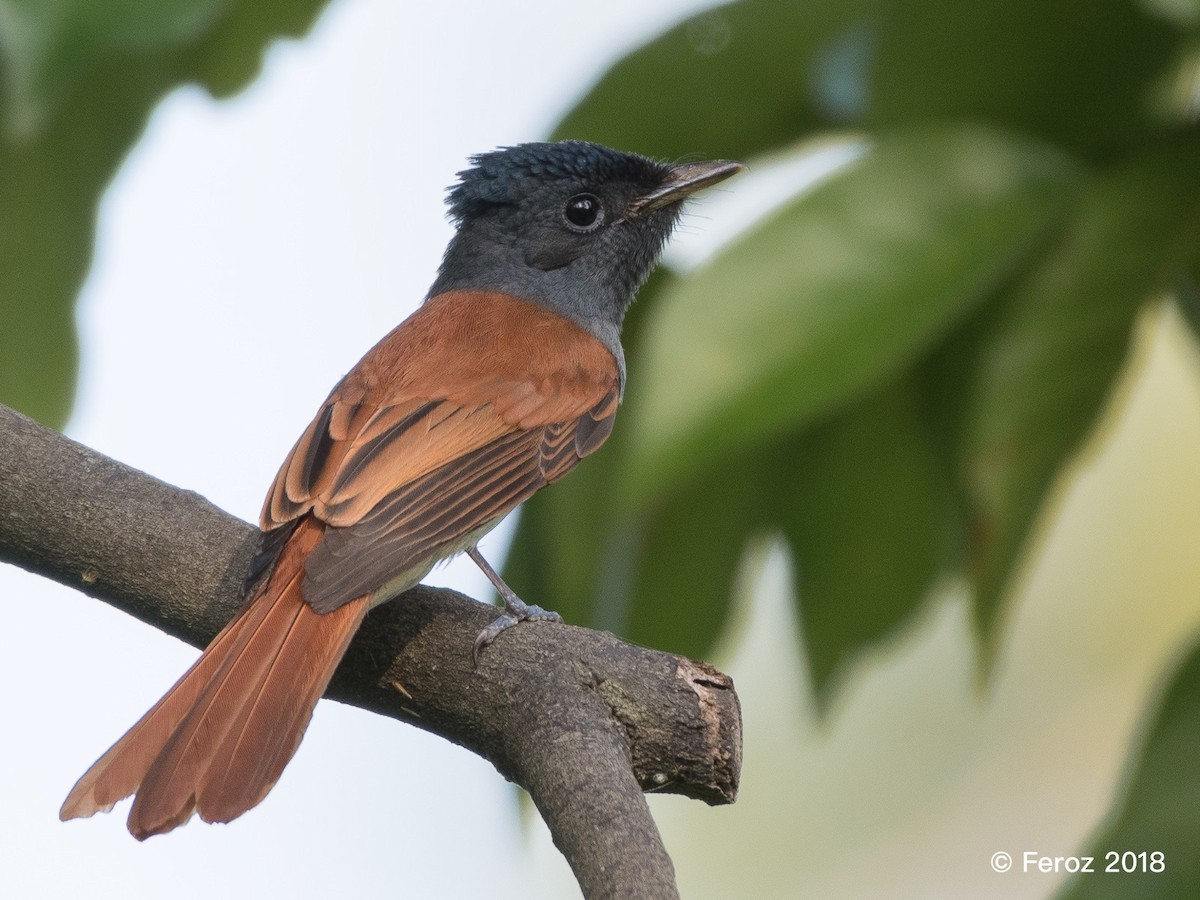 Amur Paradise-Flycatcher - Eyzat Amer
