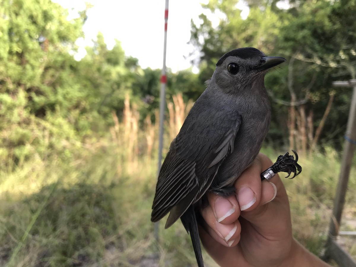 Pájaro Gato Gris - ML117139861