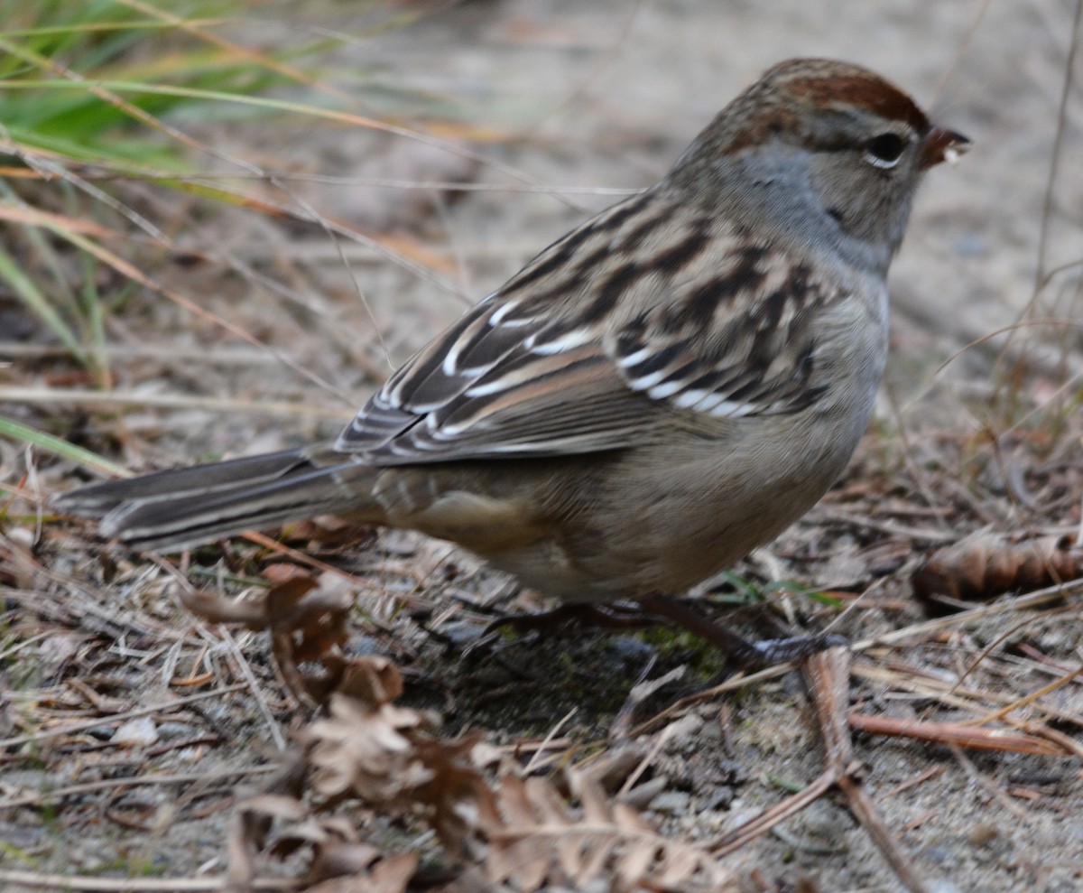 White-crowned Sparrow - ML117140201