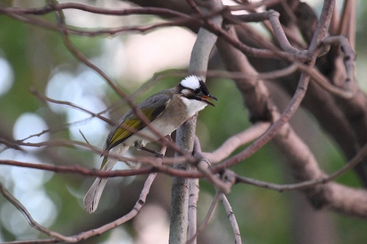 Light-vented Bulbul - ML117140601