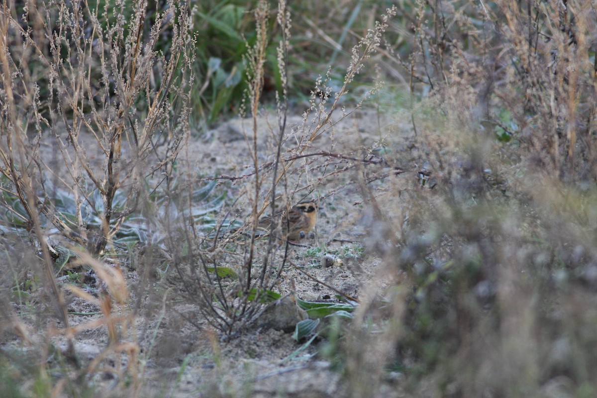 Siberian Accentor - ML117141461