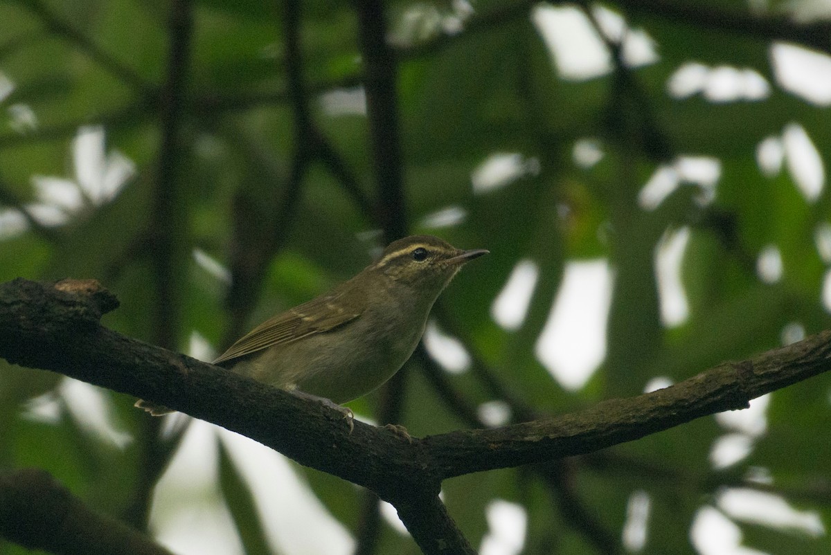 Large-billed Leaf Warbler - ML117142491