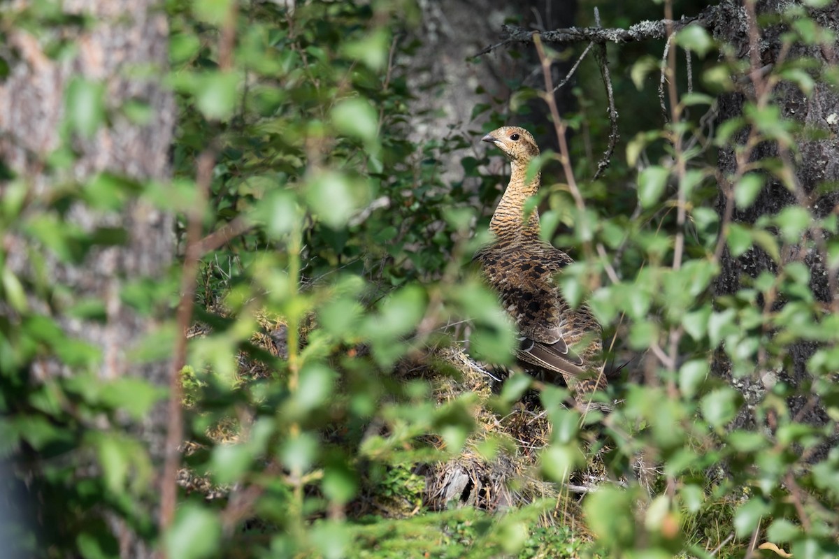 Black Grouse - ML117142591