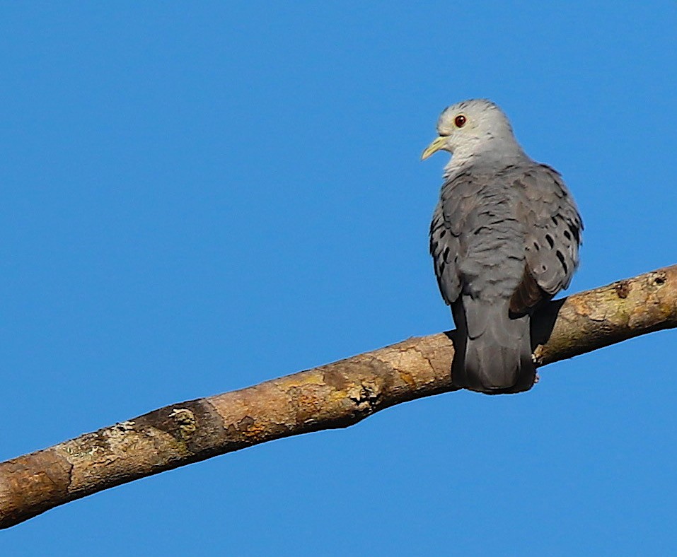 Blue Ground Dove - ML117144161