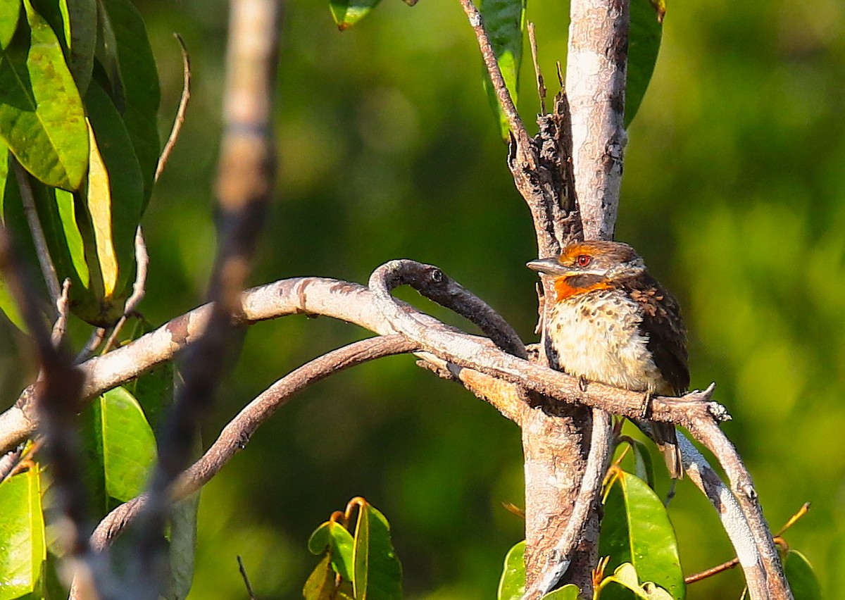 Spotted Puffbird - ML117144331