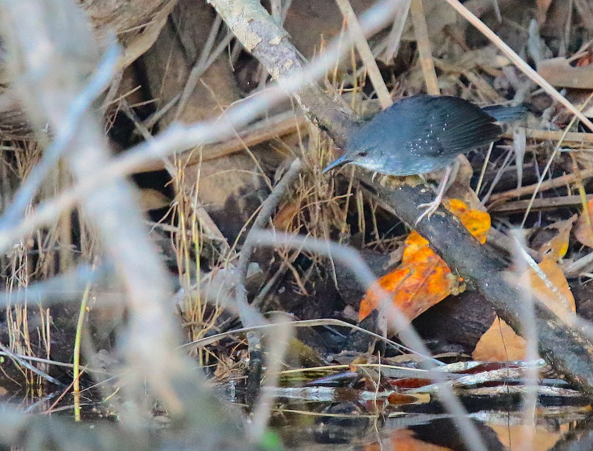 Silvered Antbird - Anonymous