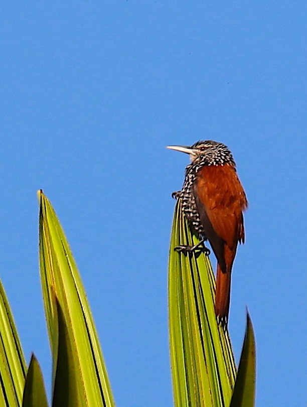 Point-tailed Palmcreeper - ML117144561