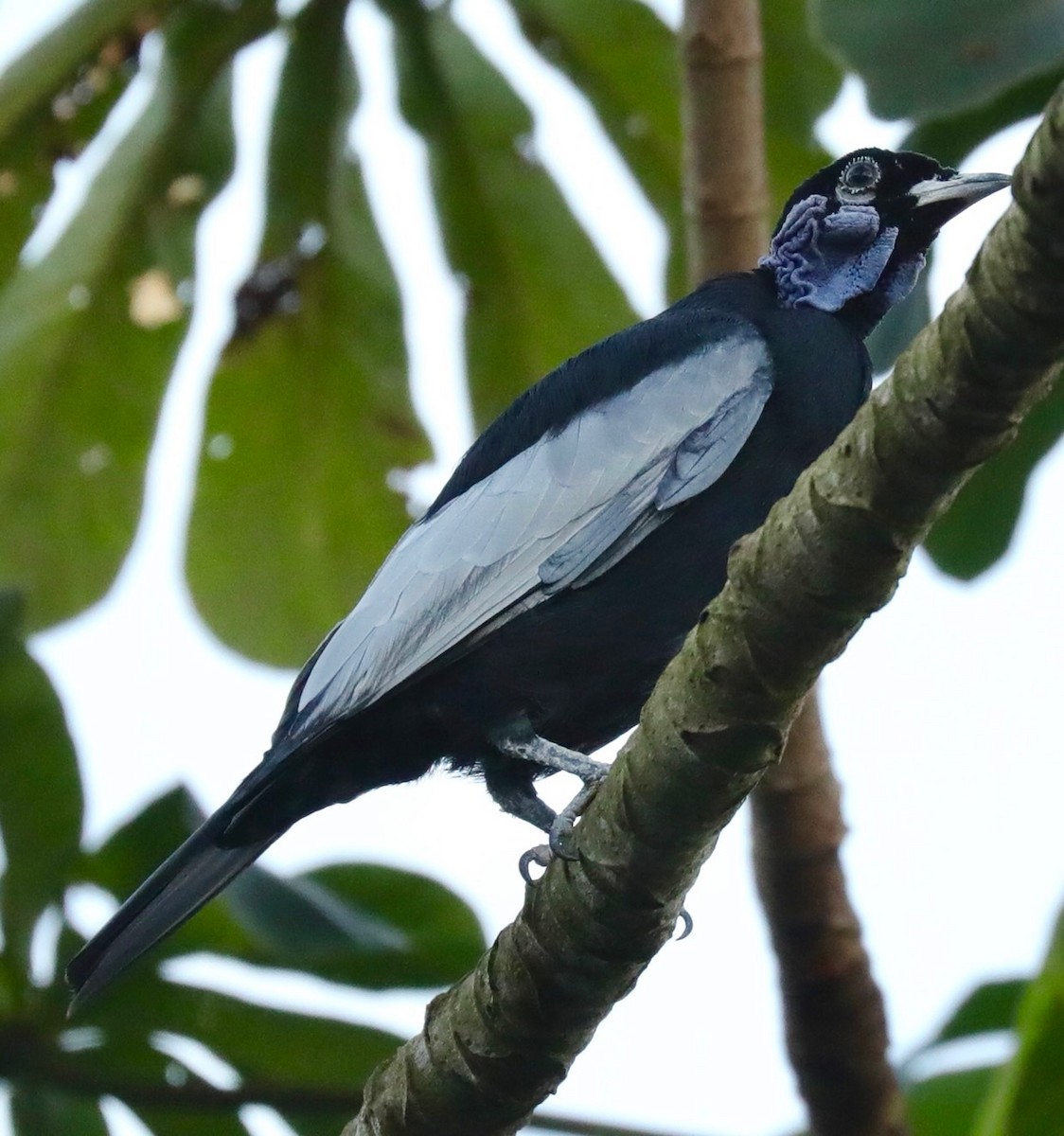 Bare-necked Fruitcrow - ML117144601