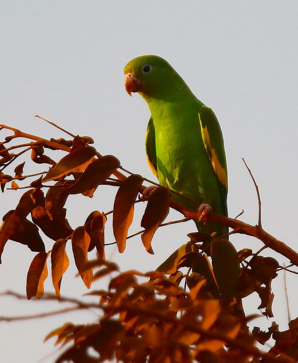 Yellow-chevroned Parakeet - ML117144811