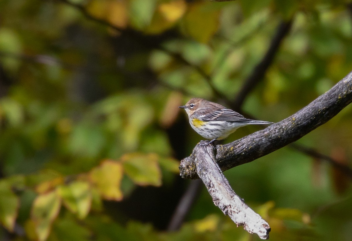 Yellow-rumped Warbler - ML117145281