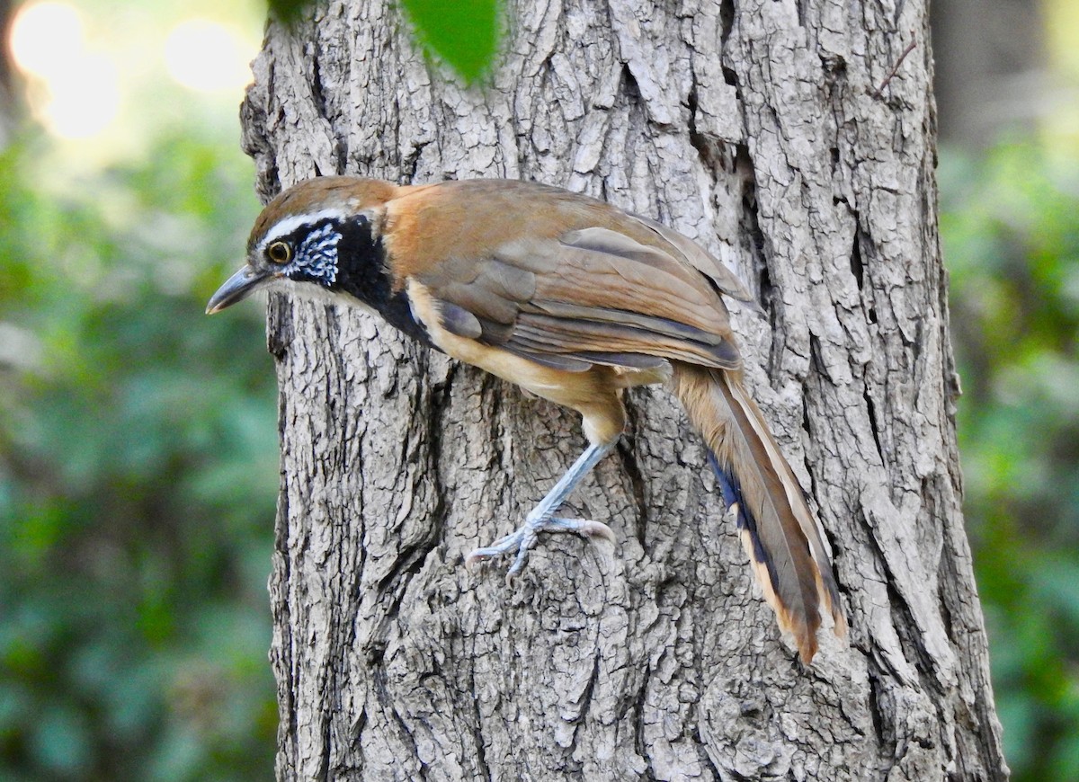 Greater Necklaced Laughingthrush - ML117147491