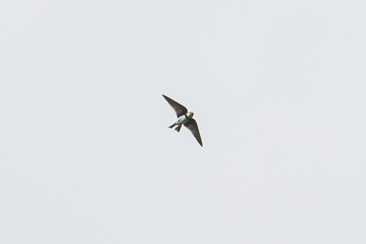 Bank Swallow - ML117148771