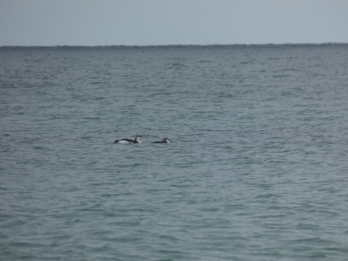 Pacific Loon - Anders Østerby